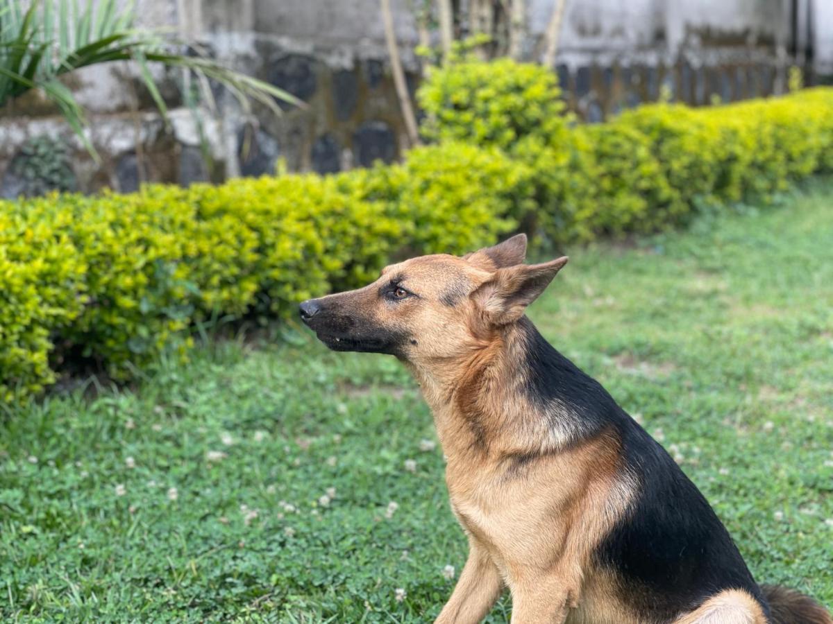 Virunga Homes Ruhengeri Dış mekan fotoğraf