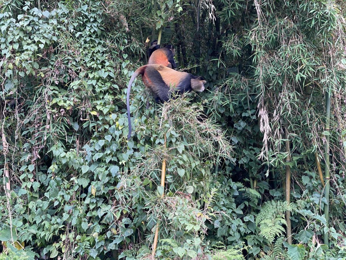 Virunga Homes Ruhengeri Dış mekan fotoğraf