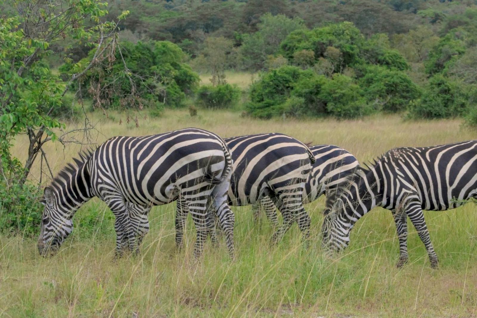 Virunga Homes Ruhengeri Dış mekan fotoğraf
